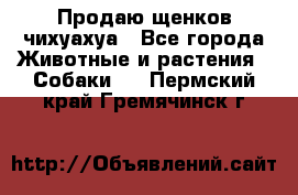 Продаю щенков чихуахуа - Все города Животные и растения » Собаки   . Пермский край,Гремячинск г.